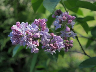 Kwitnący fioletowy bez,