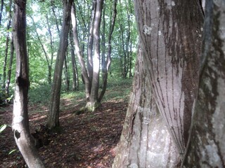 trees trunks in the forest