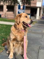 golden retriever dog