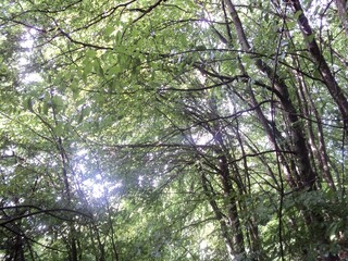sun rays through the trees