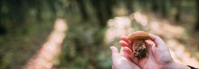 Mushroom in hand against the background of trees in the forest.