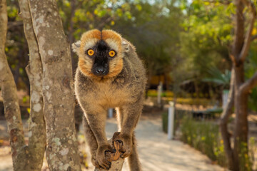 Red-bellied Lemur - Eulemur rubriventer, Cute primate.