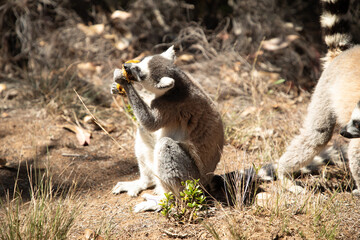 ring-tailed gray lemur in natural environment Madagascar.