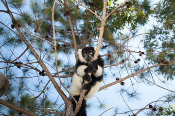 Fototapeta premium black and white ruffed lemur in its natural habitat, Madagascar