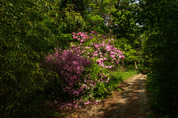 Rhododenron blossom in Jeli Arboretum Nature Reserve in Hungary