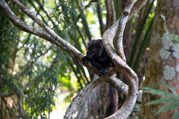 black lemur (Eulemur Coronatus), endemic animal