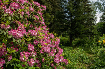Obraz premium Rhododenron blossom in Jeli Arboretum Nature Reserve in Hungary
