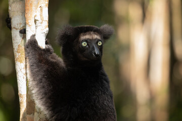 Lemur Indri indri, babakoto largest lemur from Madagascar