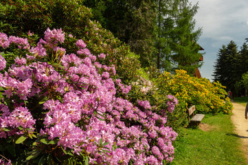 Obraz premium Rhododenron blossom in Jeli Arboretum Nature Reserve in Hungary
