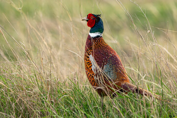 Ringneck Pheasant, Phasianus colchicus in the habitat