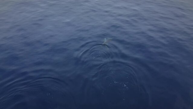 Dolphins in the ocean swim in a pod. Blue water in the sea.