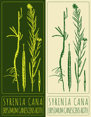 Drawing SYRENIA CANA . Hand drawn illustration. The Latin name is ERYSIMUM CANESCENS ROTH