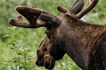Grand Tetons National Park: Moose, Wyoming