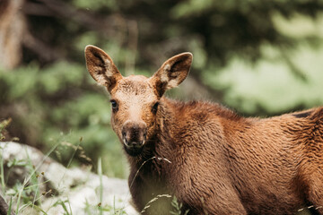 Grand Tetons National Park: Baby Moose, Wyoming