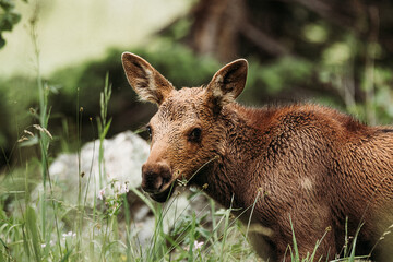 Grand Tetons National Park: Baby Moose, Wyoming