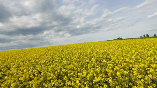 Flight over a blooming yellow rapeseed field from an FPV drone
