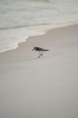 Sand piper running from the water