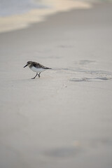 Sand piper close up