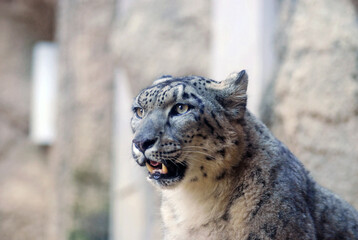 Snow leopard's open mouth reveals sharp fangs