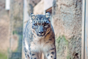 Snow leopard is looking fearlessly in front