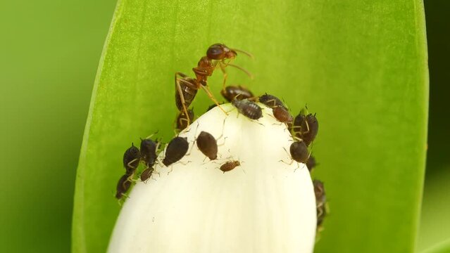Close-up footage of ant colony.