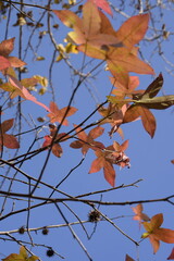 autumn leaves against blue sky