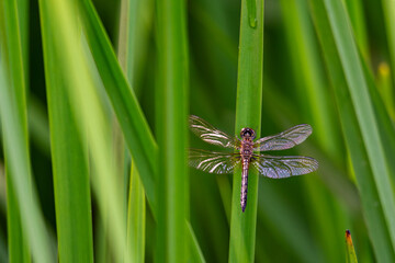 A female blue dasher dragonfly rests lightly on a reed near the water.