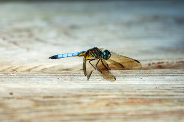 A male blue dasher dragonfly sits lightly on a wooden pier next to a lake.