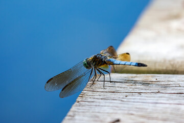 A male blue dasher dragonfly sits lightly on a wooden pier next to a lake.