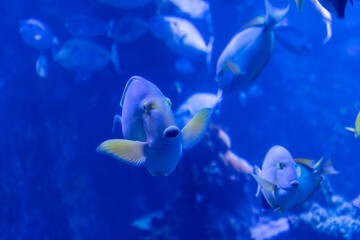 A school of Yellowfin Surgeonfish fishes at the Maui Aquarium, Hawaii