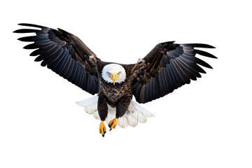 Bald Eagle in Flight on Transparent Background