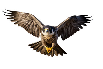 Obraz premium Peregrine Falcon in Flight on Transparent Background