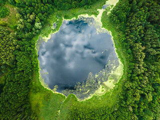Top down view of green swamps and lake in summer