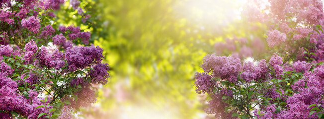 Branch of a lilac tree blossoms against blurred summer garden. Horizontal spring seasonal banner with vibrant flowers of Common Lilac and copy space.
