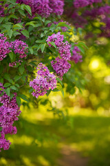 Lilac tree Blossoms in the spring garden. Beautiful soft Macro photo of purple lilac flowers with a blurred background.