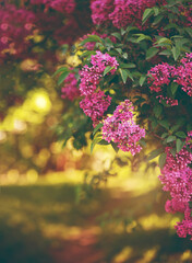 Lilac tree Blossoms in the spring garden. Beautiful soft Macro photo of purple lilac flowers with a blurred background.