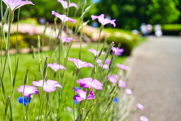 道端の花