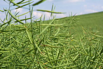 Schöne Ansicht über das reife Feld des Raps