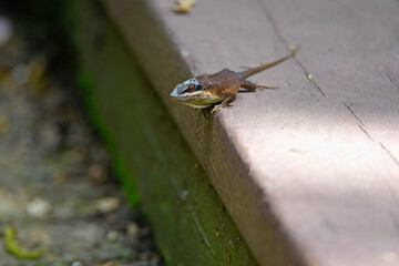 Single Crested Anole-6250