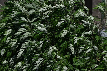 Mugwort leaves. The young buds are used to make rice cakes and have many medicinal properties and...