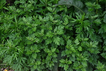 Mugwort leaves. The young buds are used to make rice cakes and have many medicinal properties and are said to be the queen of herbs.