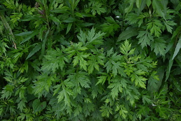 Mugwort leaves. The young buds are used to make rice cakes and have many medicinal properties and...