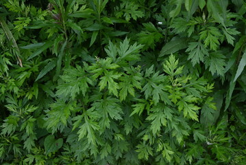 Mugwort leaves. The young buds are used to make rice cakes and have many medicinal properties and are said to be the queen of herbs.