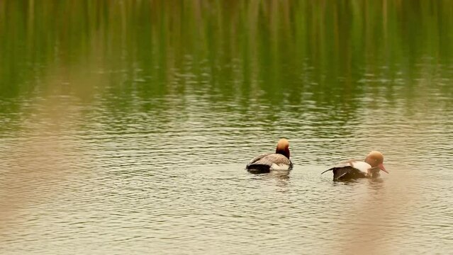 Red-Crested Pochard Netta Rufina Beautiful Duck, Close up. Two birds are swimming and scratching on the lake. Slow motion.