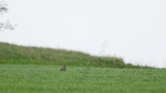 Partridge. Grey Partridge. Perdix perdix The bird is standing on the field, looking carefully around. Slow motion.