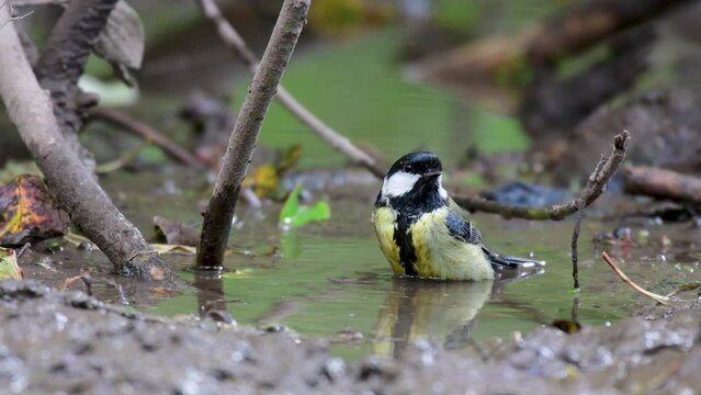Great tit Parus major. A great tit bird actively moves its wings, and water drips around with a colorful bird. The bird is bathing. Close up.