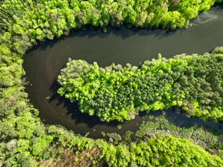 Winding river and forests at spring. Wildlife in Poland.
