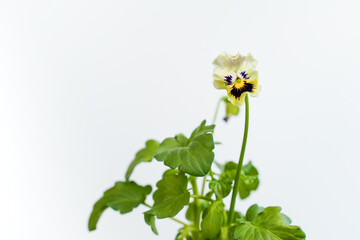 Fototapeta premium A single frizzle sizzle viola flower against a white background. Copy space.