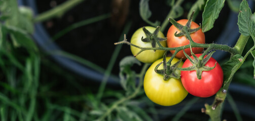 Beautiful tomatoes on the plant growing in the pot. Four pieces. Stages of vegetable ripening: red,...