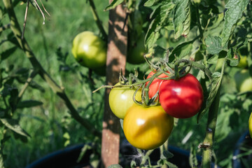 Growing of tomatoes in the garden. Tied plant. Stages of vegetable ripening: red, yellow, green....